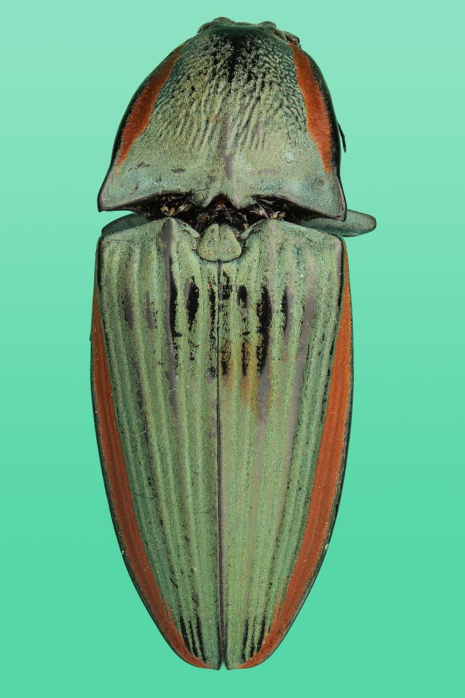 Tropical click beetle (Elateridae, possibly Chalcolepidius sp.)Mexico, VeracruzEstacion de Biol. Trop. &ldquo;Los…