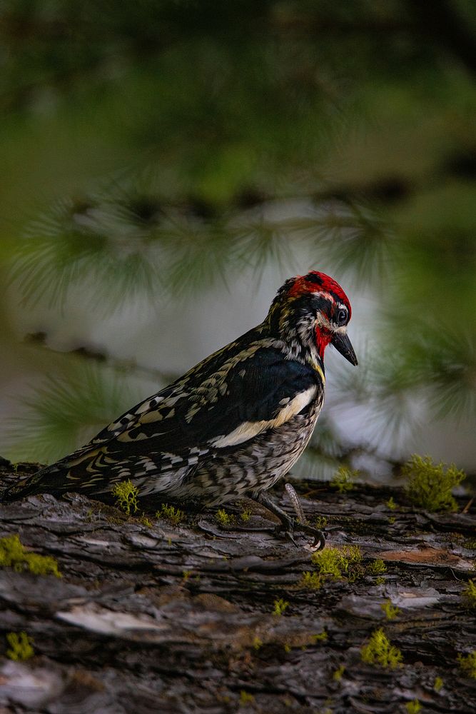 Red-naped Sapsucker &mdash; Sphyrapicus nuchalis. Original public domain image from Flickr