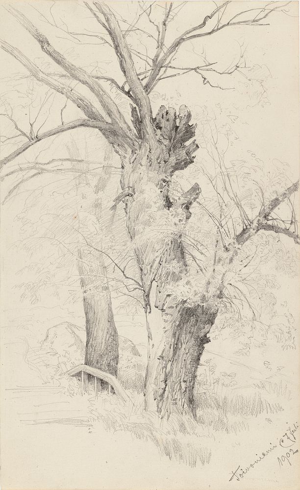 Two tree trunks, 1902, Hjalmar Munsterhjelm