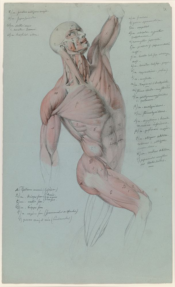 Miesvartalon anatominen lihastutkielma, 1848 - 1855, Anders Ekman