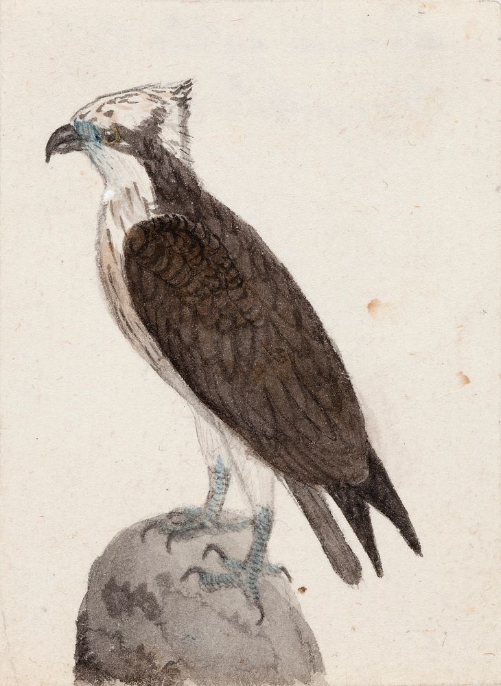 Osprey, 1831, by Ferdinand von Wright