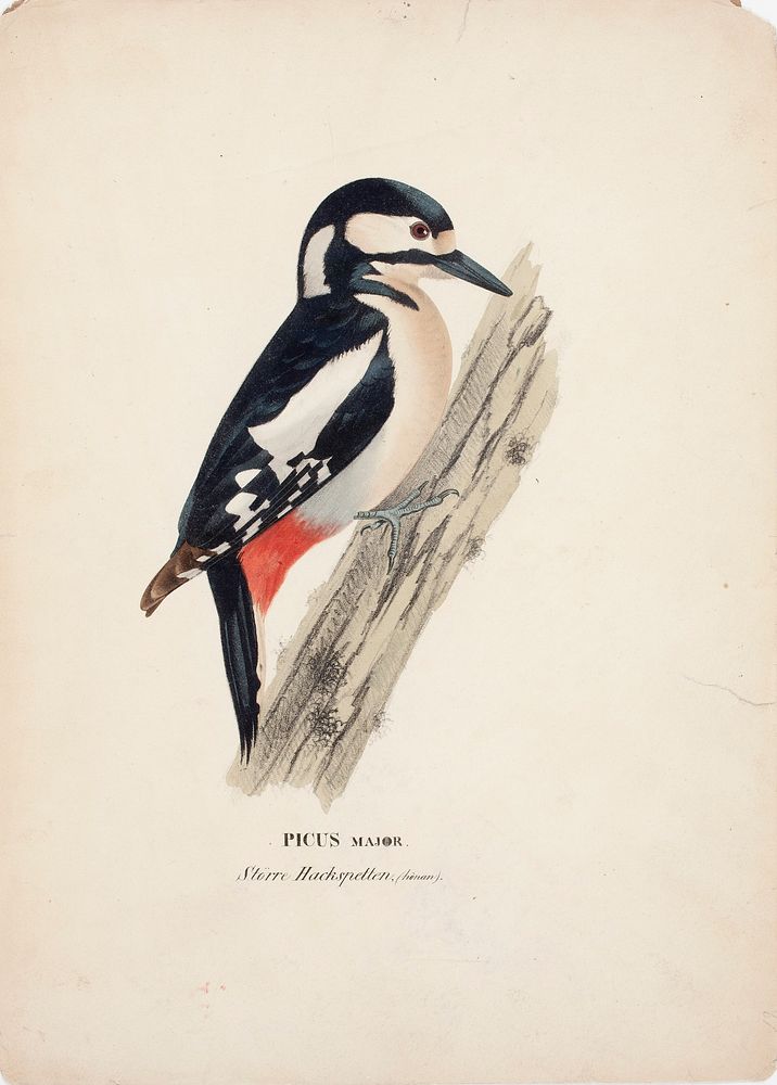 Great spotted woodpecker, female, 1828 - 1838, Wilhelm von Wright