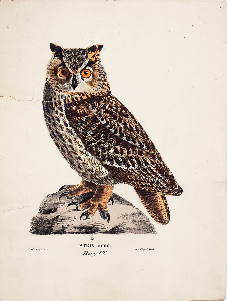 Eurasian eagle-owl, 1829, Magnus von Wright