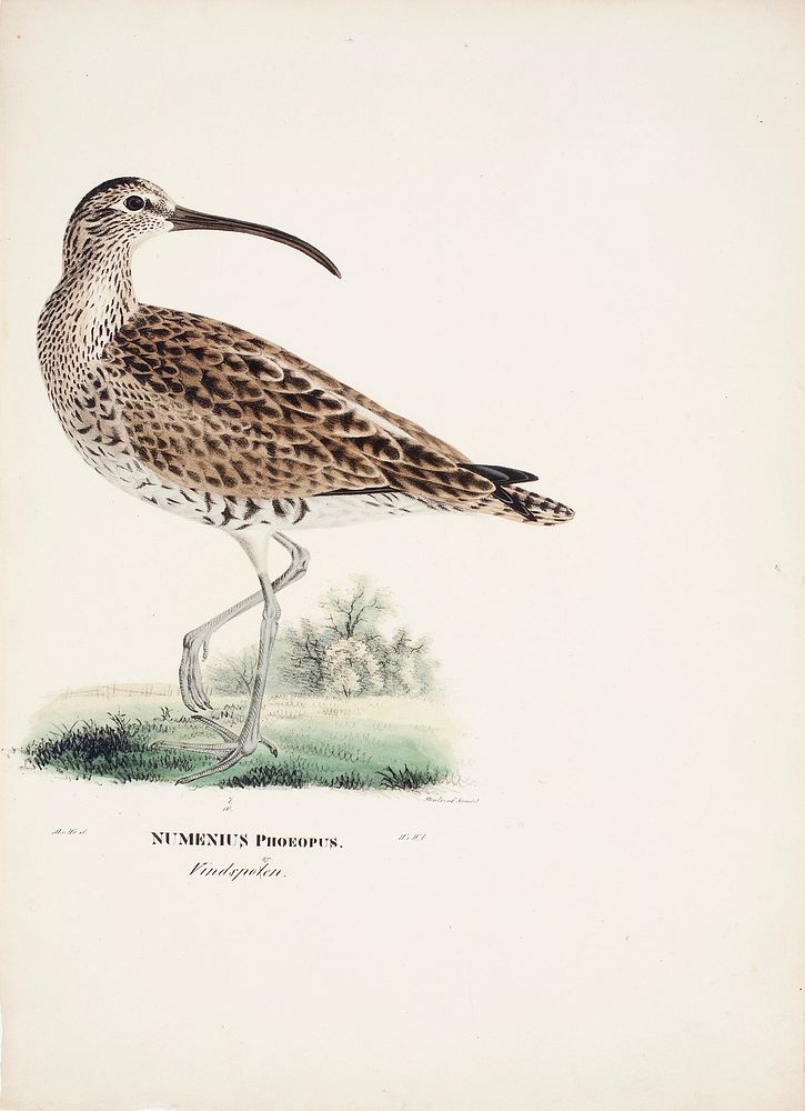 Whimbrel, 1828 - 1838, Magnus Von Wright