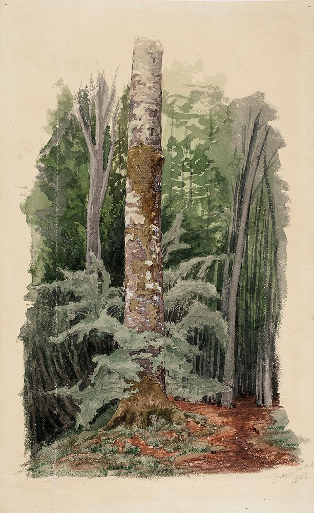 Metsänsisustaa, keskellä lehtipuun runko, 1856, Werner Holmberg