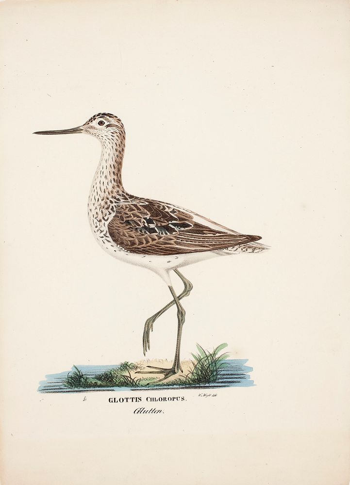 Common greenshank, 1828 - 1838, Wilhelm von Wright