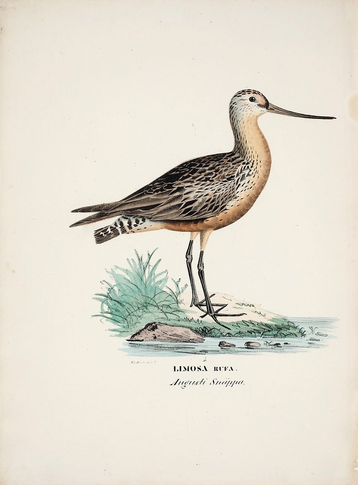 Bar-tailed godwit, 1828 - 1838, Wilhelm von Wright
