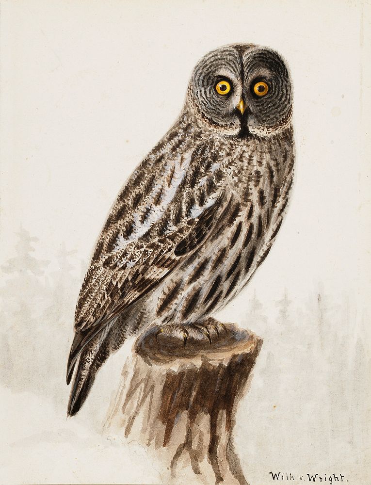Great grey owl, 1830 - 1870, Wilhelm von Wright