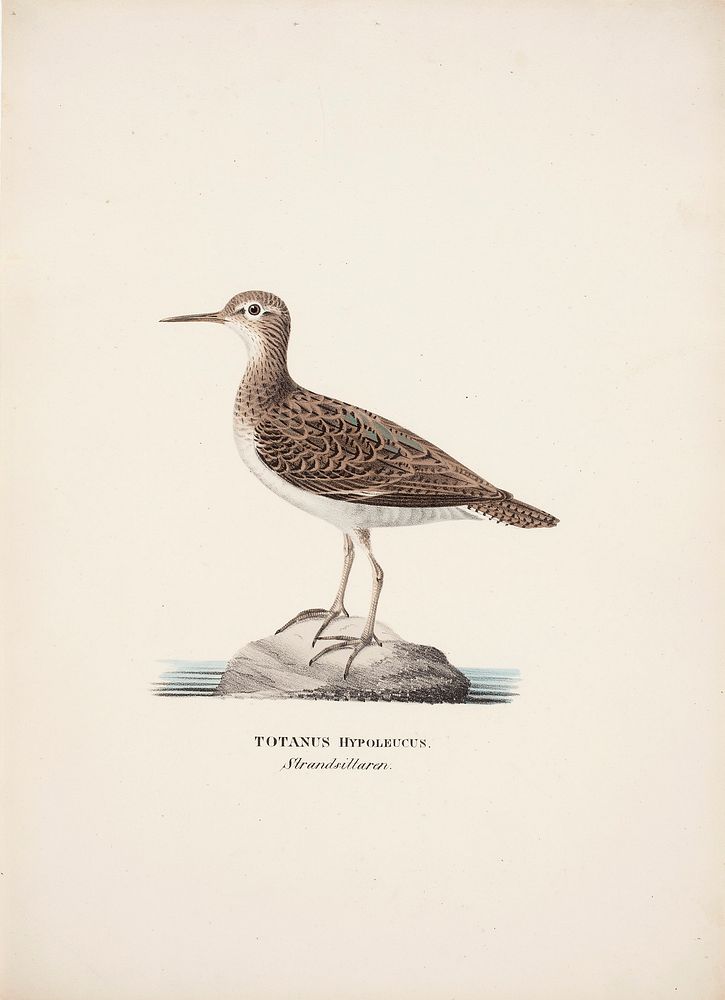 Common sandpiper, 1828 - 1838, Wilhelm von Wright