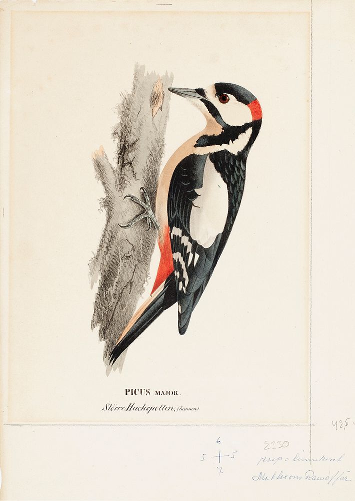 Great spotted woodpecker, male, 1828 - 1838, Wilhelm von Wright