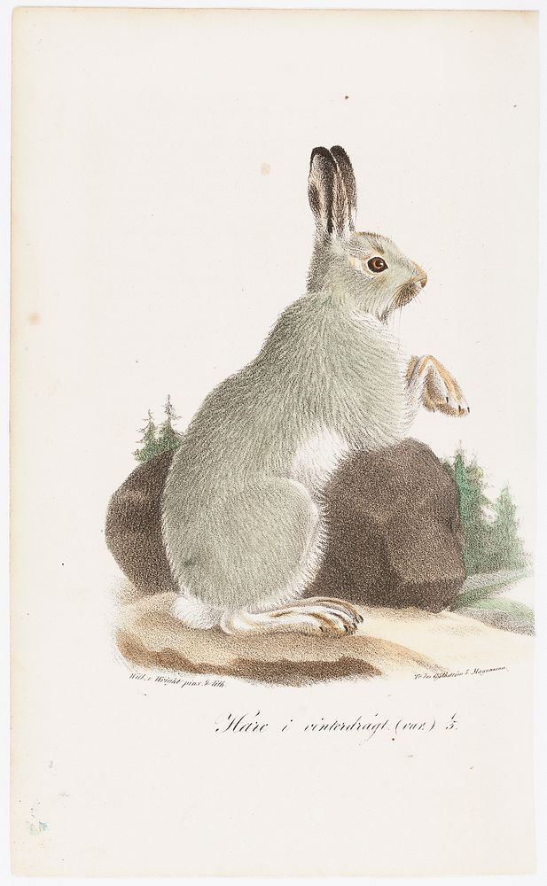Jänis talviasussa, tidskrift för jägare och naturforskare -lehden (nro 6-7/1834, s. 977) kuvitusta, 1834, Wilhelm von Wright