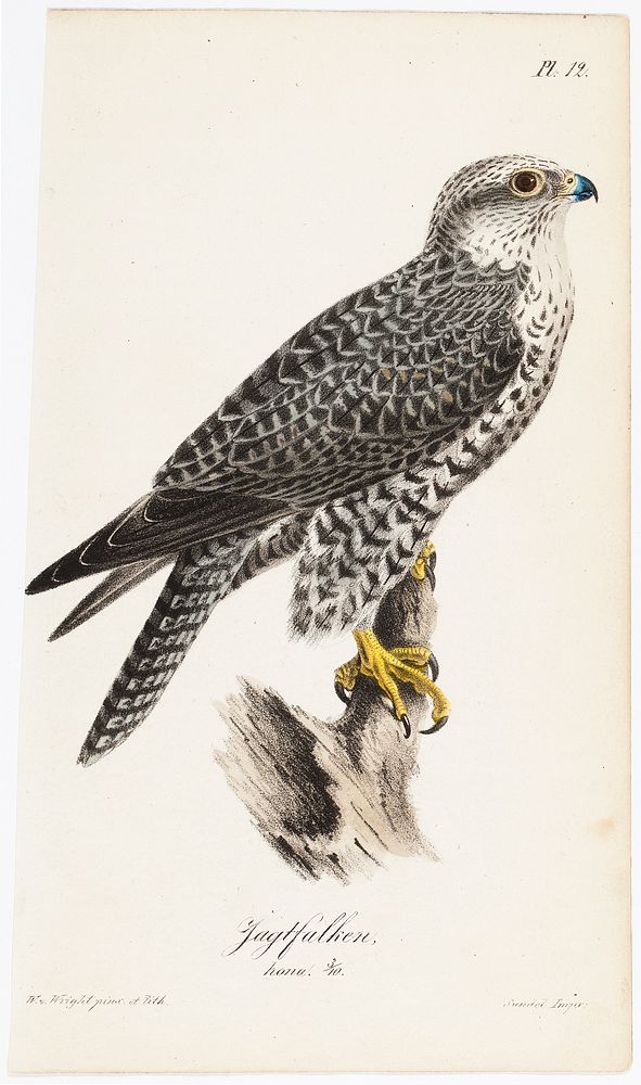 Gyrfalcon, female, illustration for tidskrift för jägare och naturforskare, 1832, Wilhelm von Wright