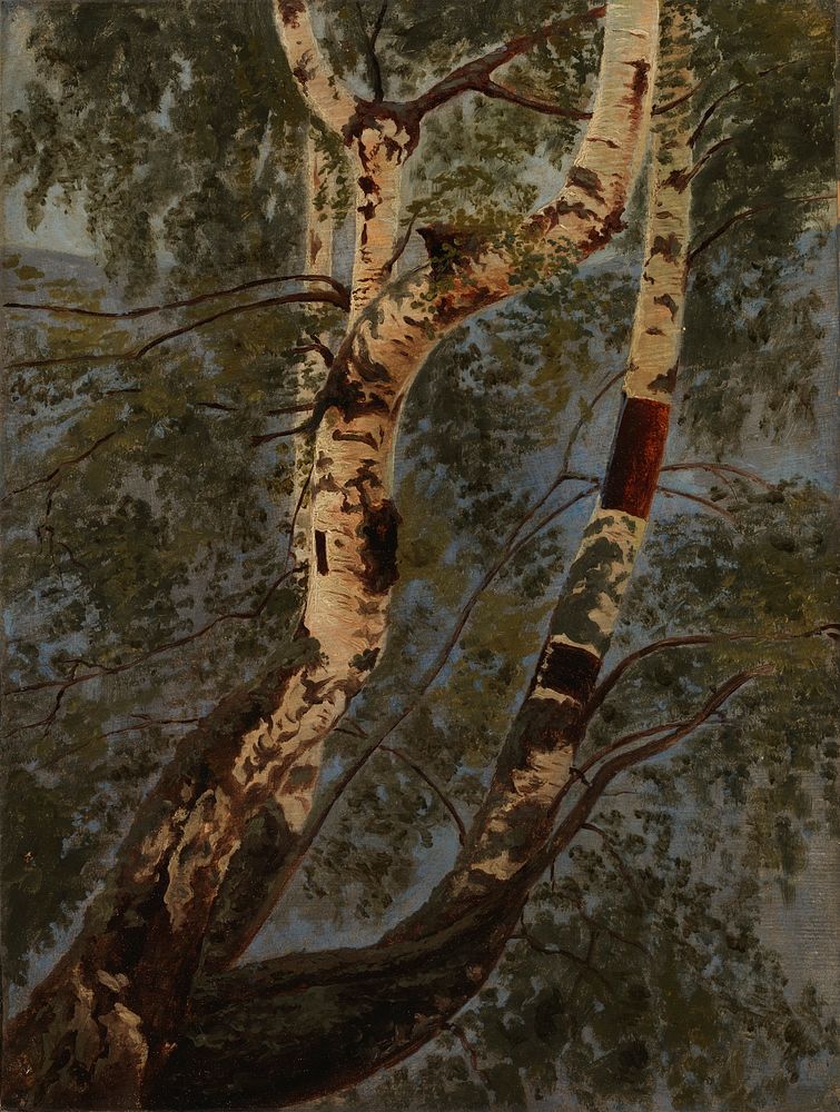 Koivunrunkoja, harjoitelma, 1854, Werner Holmberg