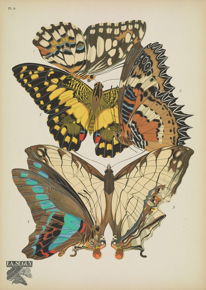 E.A. S&eacute;guy's vintage butterflies (1925) insect illustration. Original public domain image from Biodiversity Heritage…