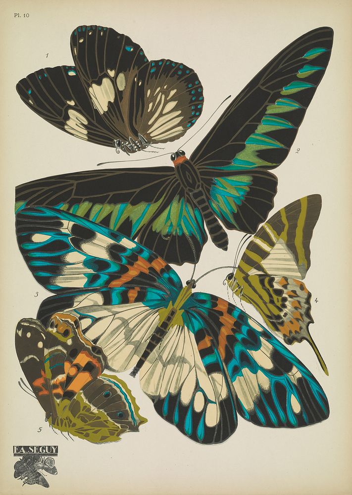 E.A. Séguy's vintage butterflies (1925) insect illustration. Original public domain image from Biodiversity Heritage Library.