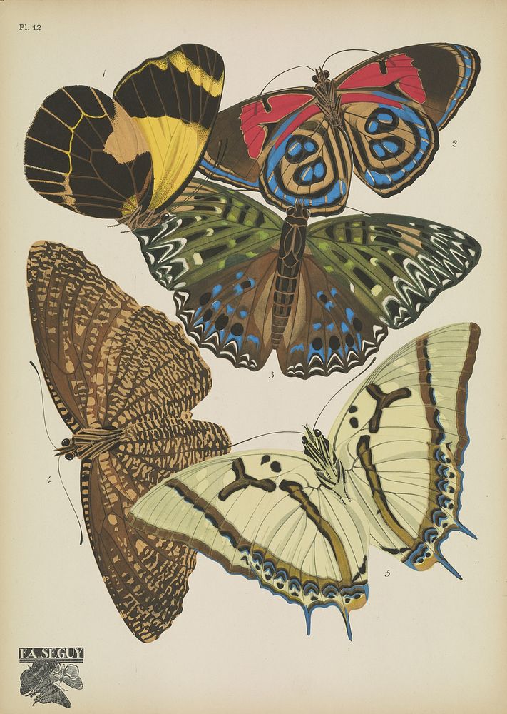 E.A. Séguy's vintage butterflies (1925) insect illustration. Original public domain image from Biodiversity Heritage Library.