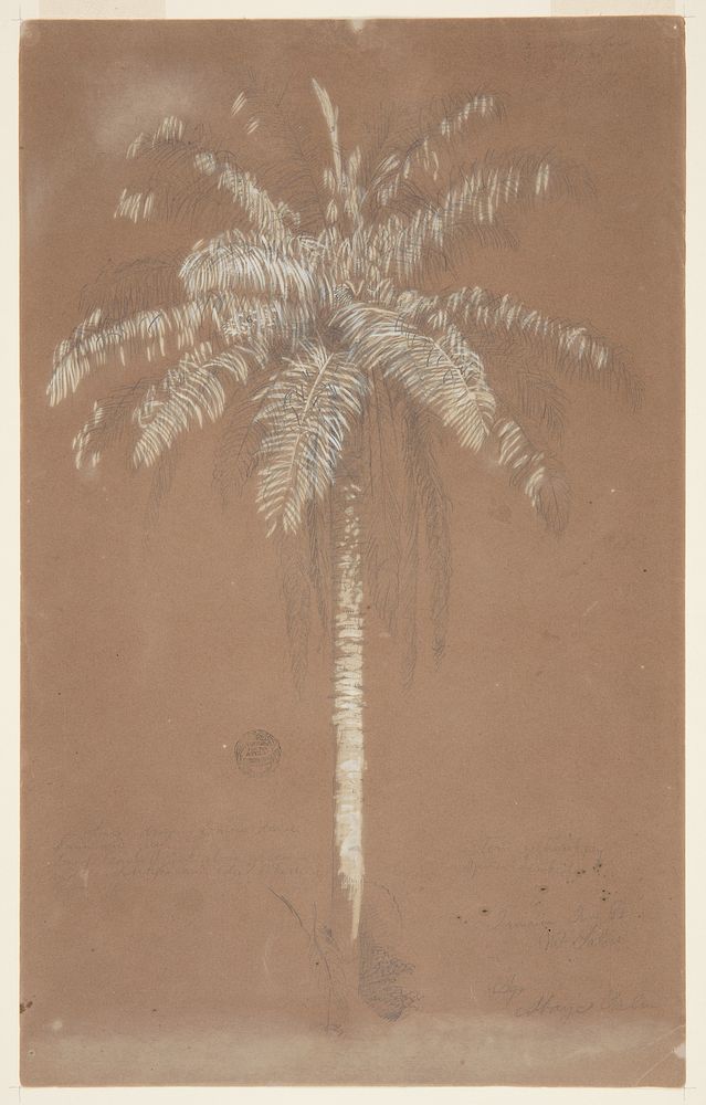 Abaye Palm, Mt. Salus, Jamaica, Frederic Edwin Church