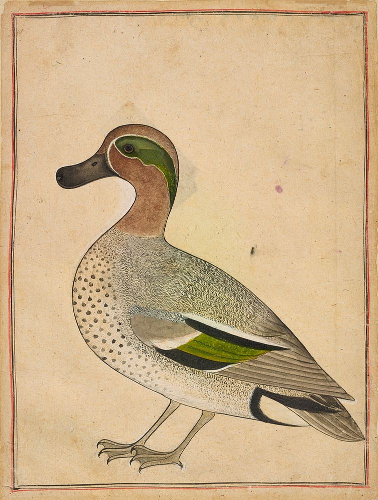 A Green-winged Teal