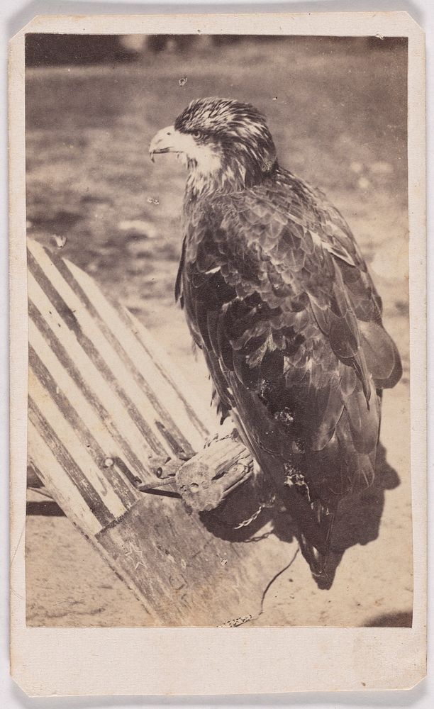 "Old Abe" Eagle of 8th Wisconsin Volunteers