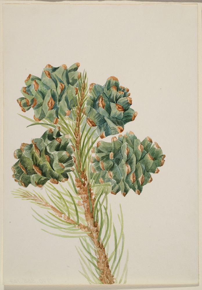 Single-Leaf Pine (Pinus monophylla), Mary Vaux Walcott