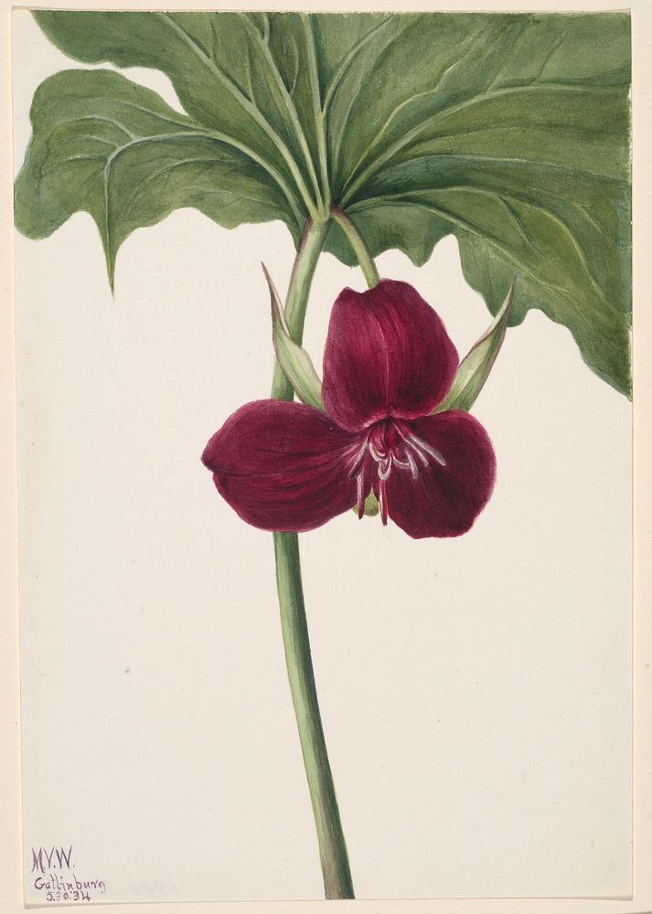 Sweet Trillium (Trillium vasyi), Mary Vaux Walcott