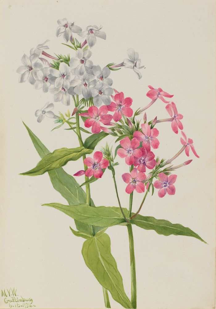 Perennial Phlox (Phlox paniculata) by Mary Vaux Walcott