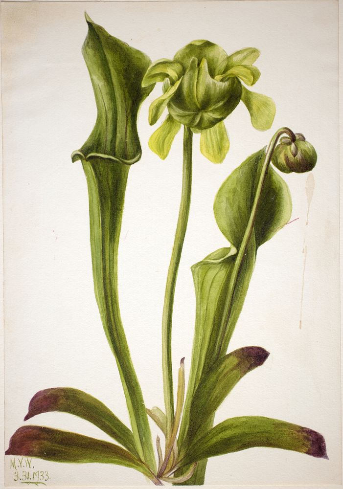 Green Pitcherplant (Sarracenia orephila) by Mary Vaux Walcott