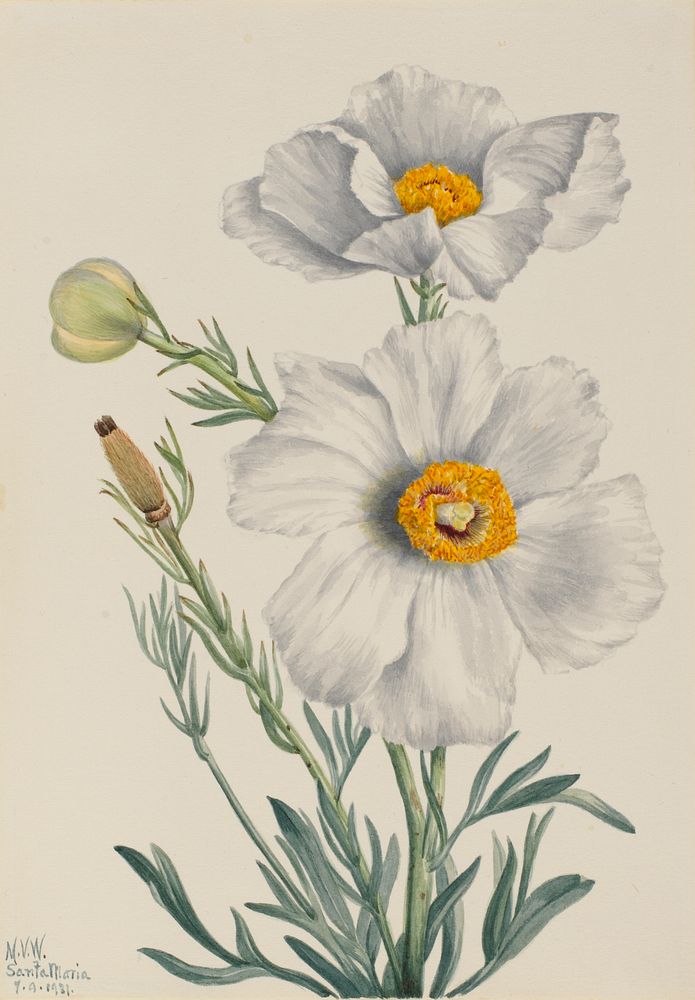 Matilija Poppy (Romneya coulteri) by Mary Vaux Walcott