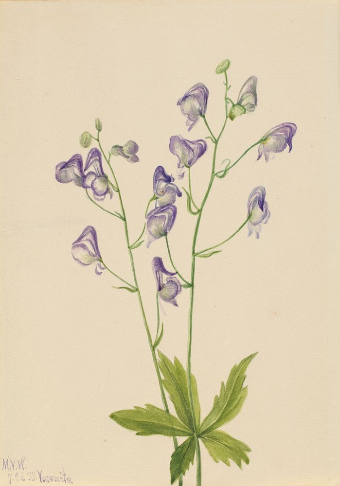 Western Monkshood (Aconitum columbianum) by Mary Vaux Walcott