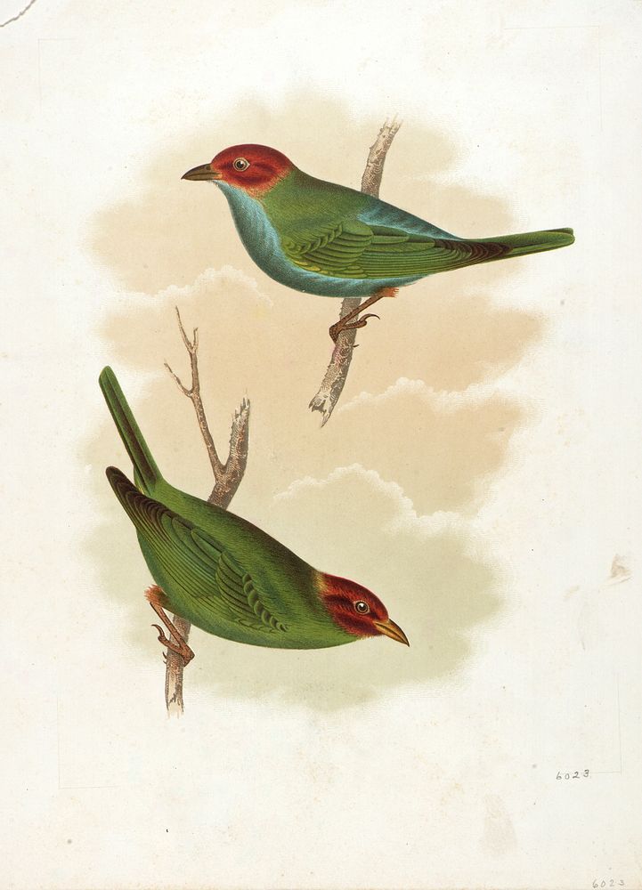 (Birds), Sinclair