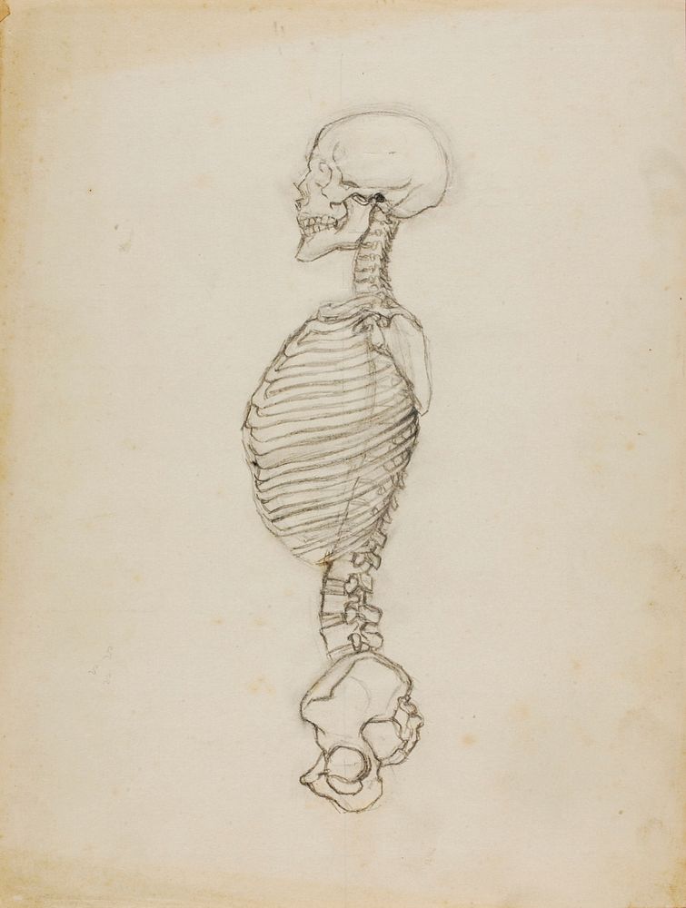 Anatomy, Solon H. Borglum