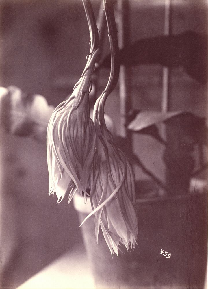 Night-Blooming Cereus, Closed after Blooming