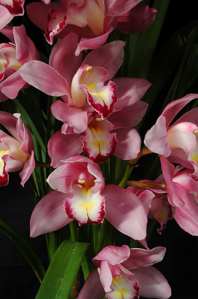 Cymbidium Heart Joy 'Papini'