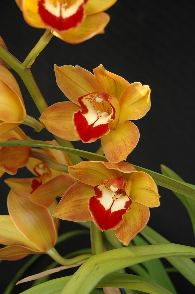 Cymbidium Paddy Mouse 'Orange Swirl'