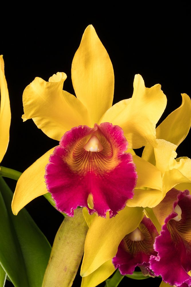 × Rhyncholaeliocattleya Gladys Oumae 'Roy'