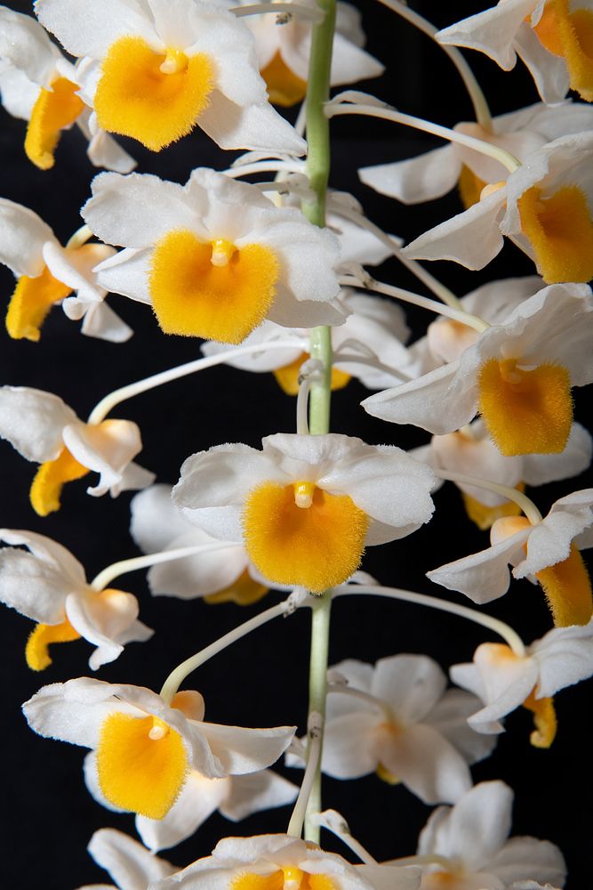 Dendrobium Thyrsiflorum Free Photo Rawpixel