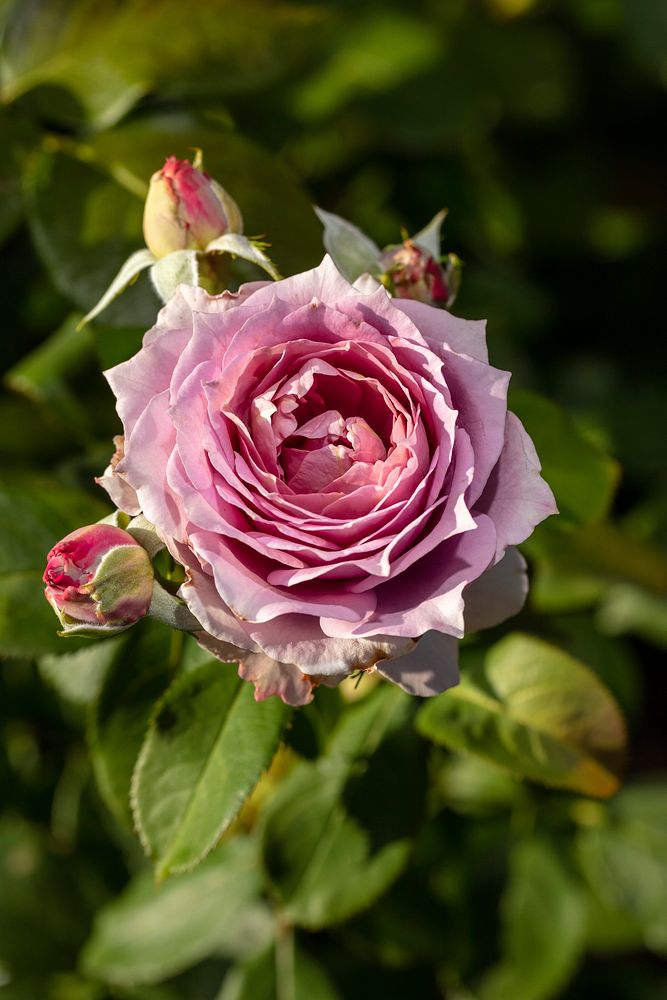 Rosa 'KORsteimm' Lone Star