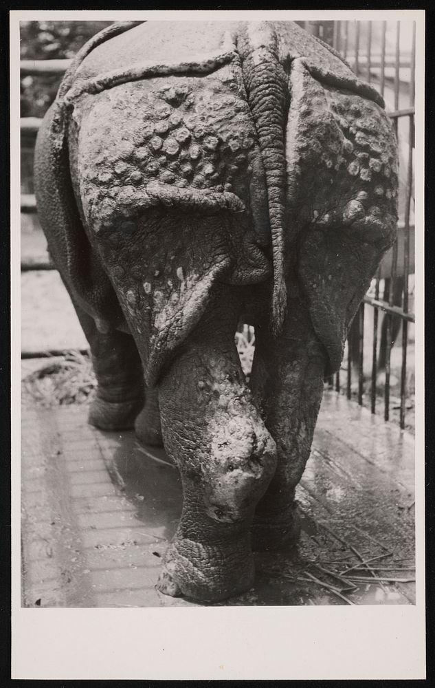 National Zoological Park, Greater One-horned Rhinoceros "Gunda"