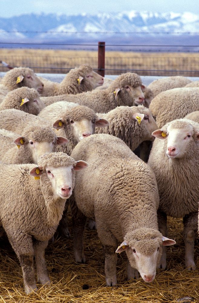 These particular sheep belong to a research flock at the US Sheep Experiment Station near Dubois, Idaho, USA