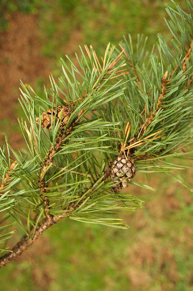 Scots pine Pinus sylvestris, Dordogne, France.