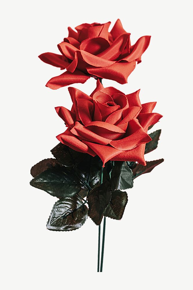 Beautiful red rose for Valentines day psd