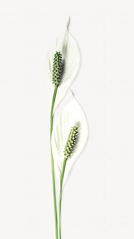 White Anthurium isolated design