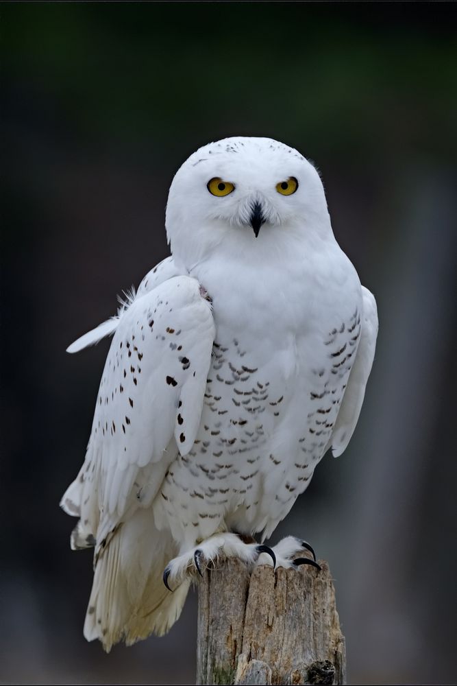 Snowy owl, wild bird. View public domain image source here