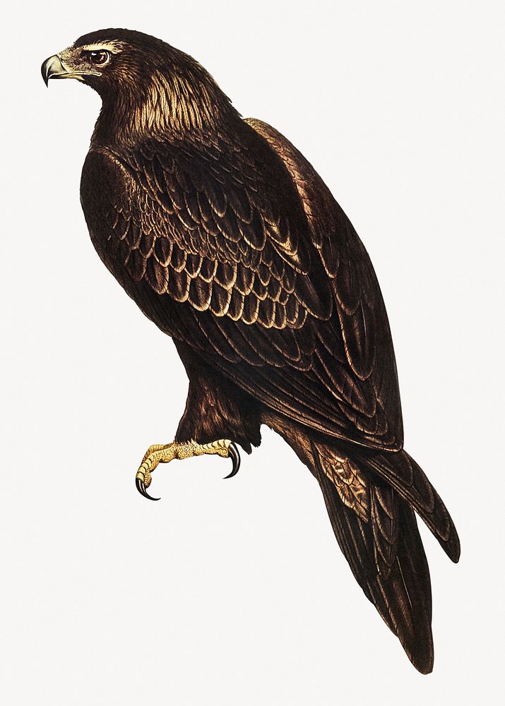 Wedge-tailed eagle, vintage bird illustration