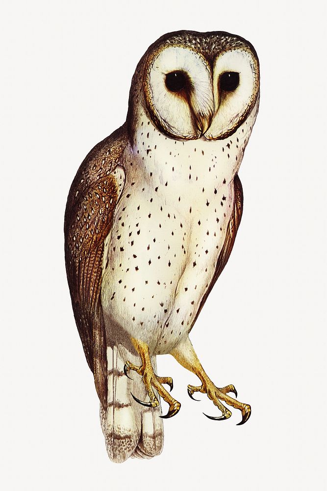 Delicate owl bird, vintage animal illustration
