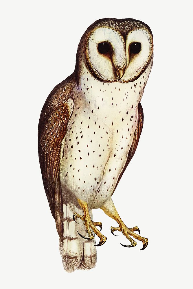 Delicate owl bird, vintage animal collage element psd