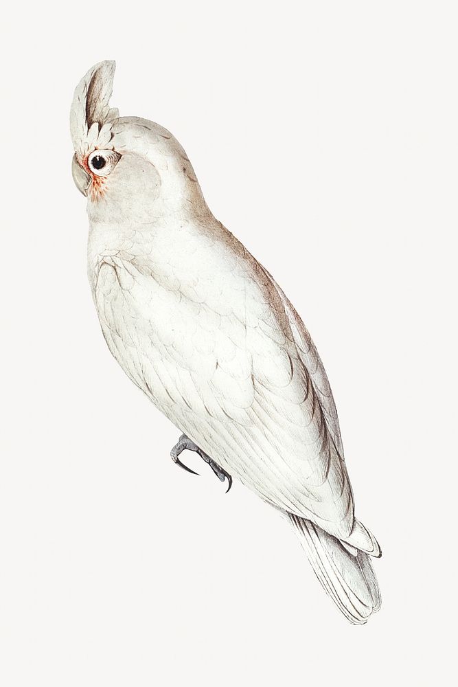 Blood-stained cockatoo bird, vintage animal illustration