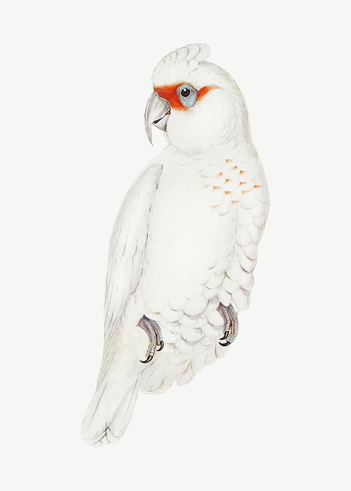 Long-billed cockatoo bird, vintage animal collage element psd