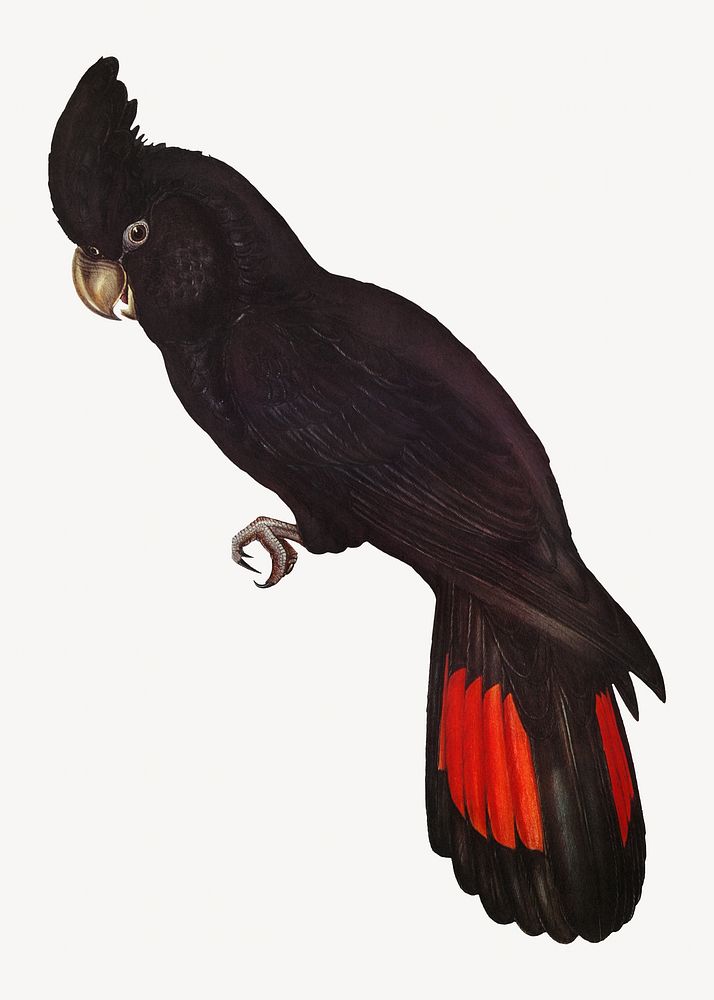 Banksian cockatoo bird, vintage animal illustration