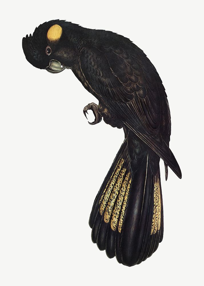 Funereal cockatoo bird, vintage animal collage element psd